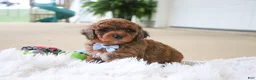 Mini Goldendoodle dogs for sale: River - Ad 6