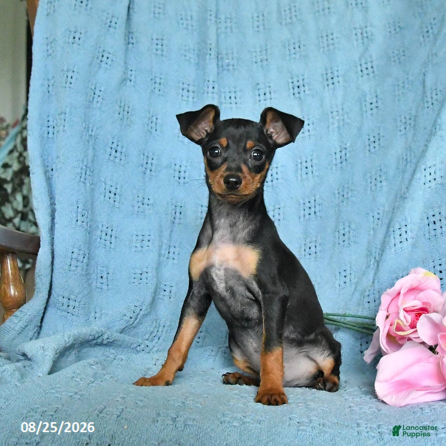 Miniature Pinscher dogs Rascal - Ad 1