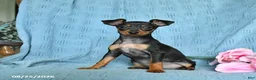 Miniature Pinscher dogs for sale: Rascal - Ad 1