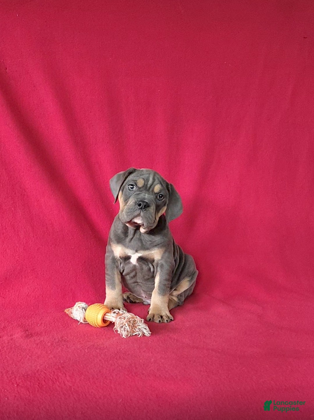 Beabull dogs for sale: Porter - Ad 1