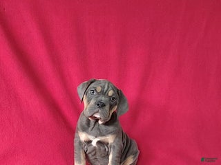 Mixed Breed dogs Porter - Ad 18