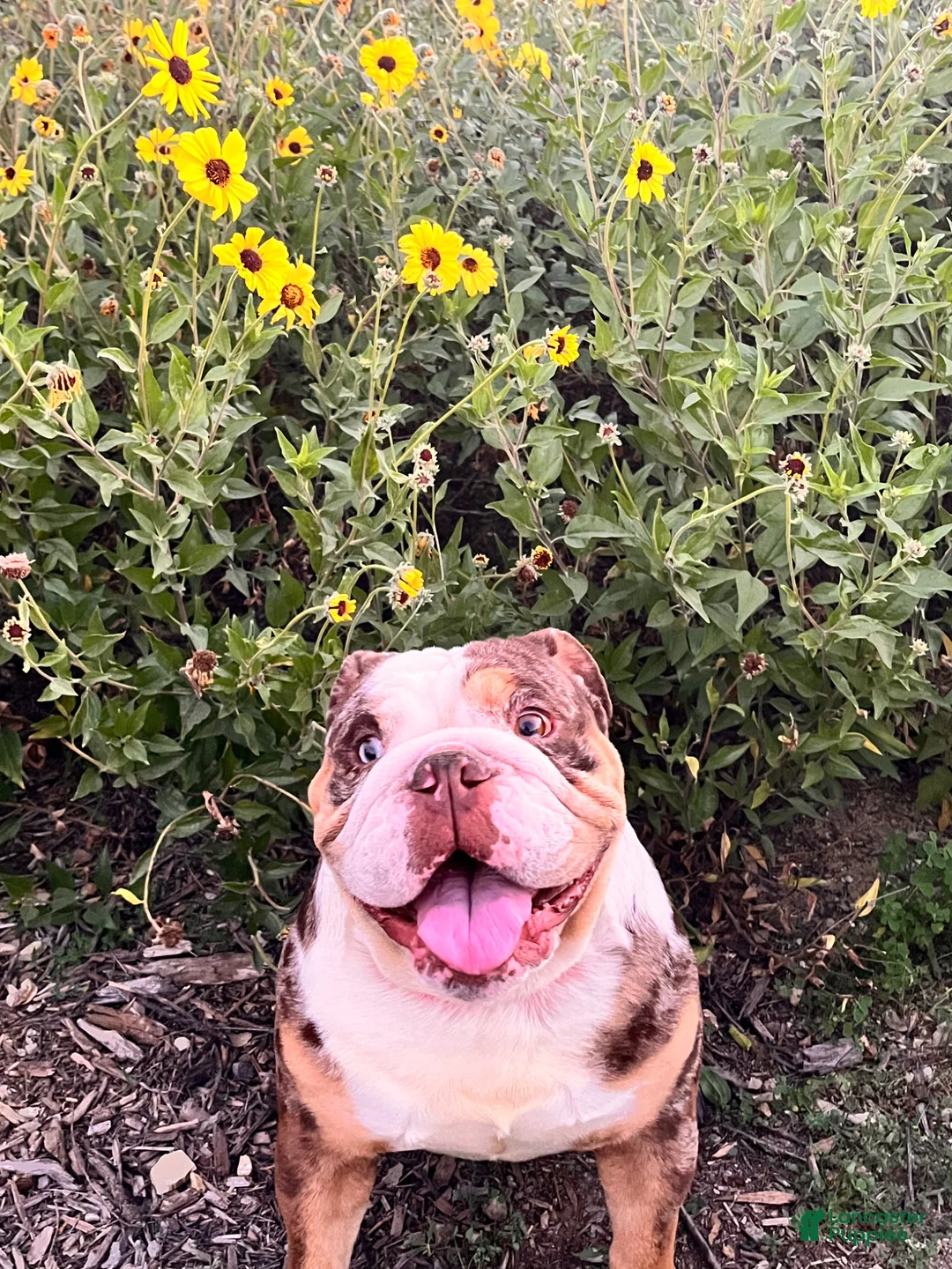 English Bulldog dogs for sale: English Bulldog 3 yrs old - Ad 1