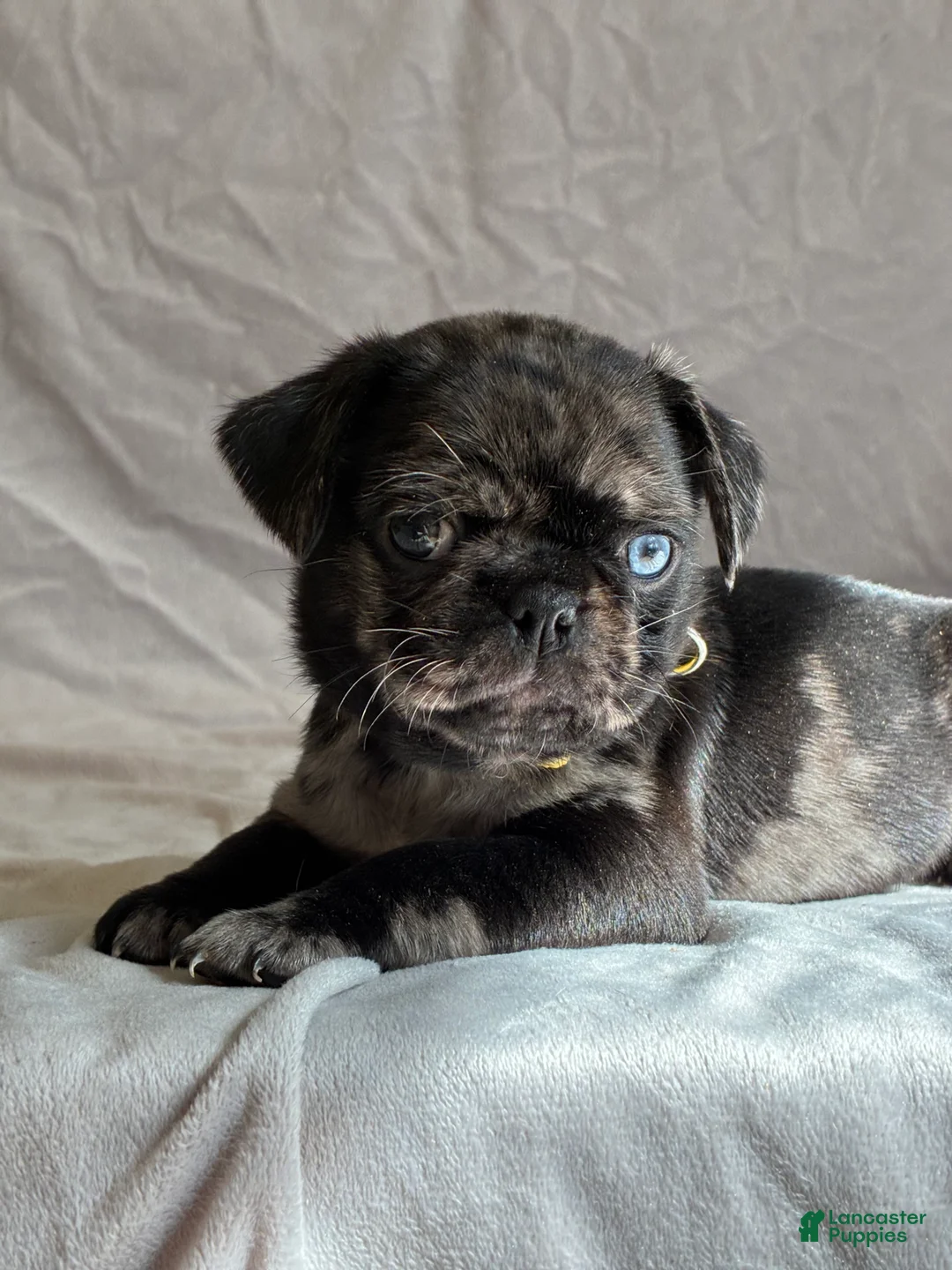 Pug dogs for sale: Dunner - Ad 5