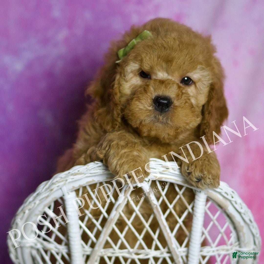 Mini Goldendoodle dogs Buddy - Ad 28