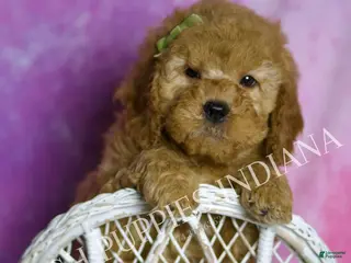 Mini Goldendoodle dogs Buddy - Ad 28