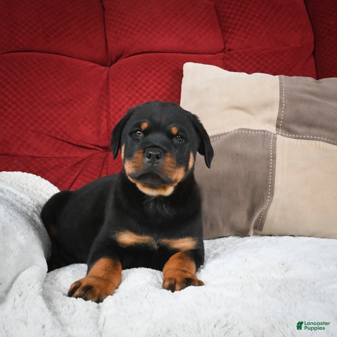 Rottweiler dogs for sale: Griffin / Mocha – Santos Ad-Dirah - Ad 16