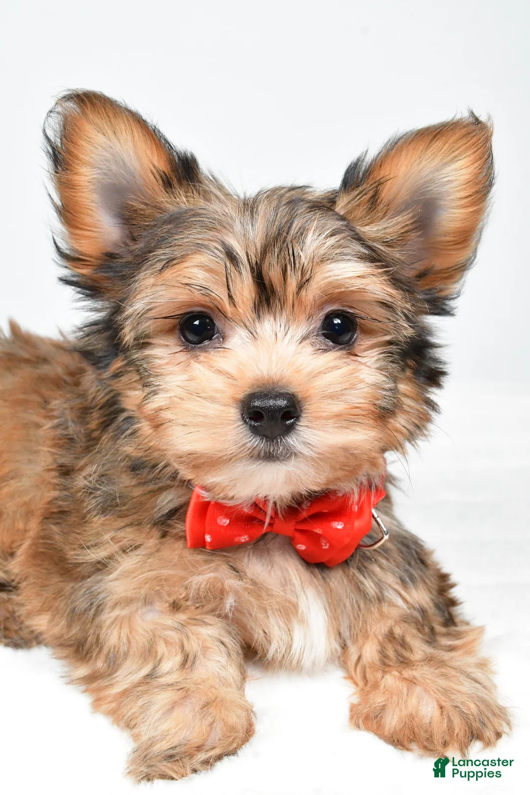 Yorkshire Terrier dogs for sale: Noah - Ad 3
