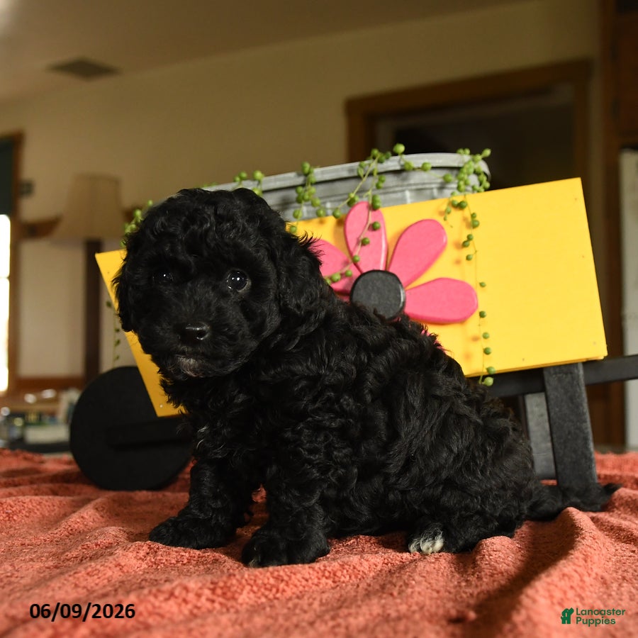 Miniature Poodle dogs Carol - Ad 2