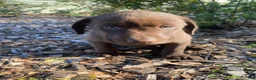 Labrador Retriever dogs for sale: Max - Ad 4