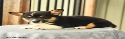 Welsh Corgi Pembroke dogs for sale: Prince   - Ad 3