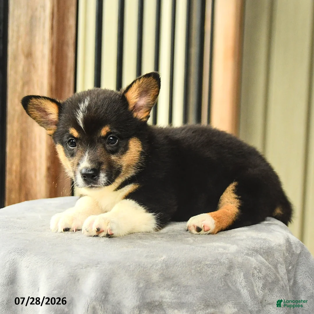 Welsh Corgi Pembroke dogs for sale: Prince   - Ad 3