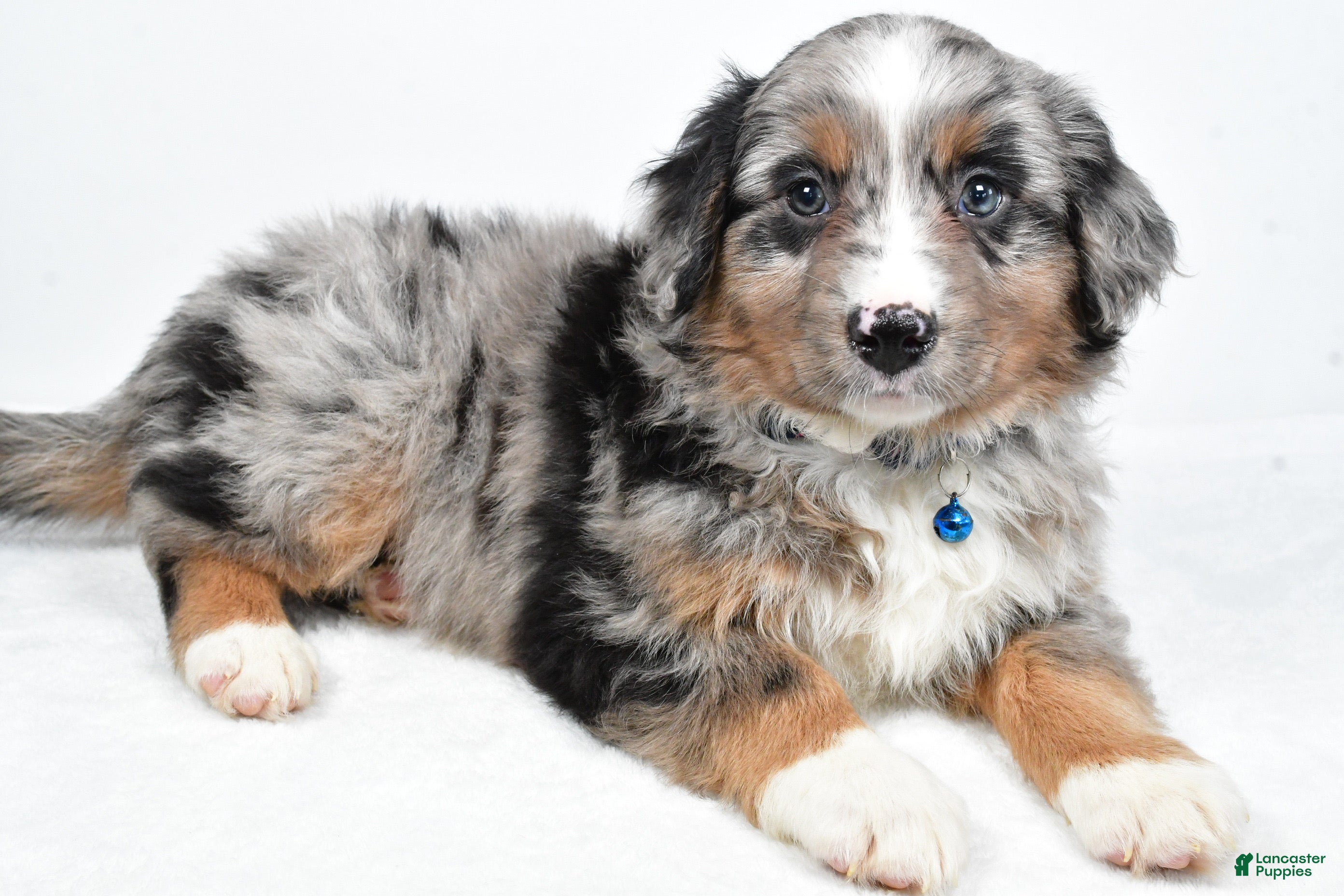 Mini Aussiedoodle dogs Smokey - Ad 2