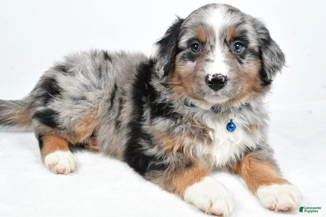 Mini Aussiedoodle dogs for sale: Smokey - Ad 4