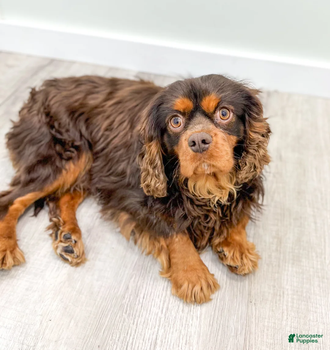 Cavalier King Charles Spaniel dogs for sale: Chico - Ad 7