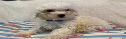 Bichon Frise dogs for sale: Bichon Frise blue - Ad 25