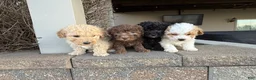 Miniature Poodle dogs for sale: Mini Parker - Ad 16