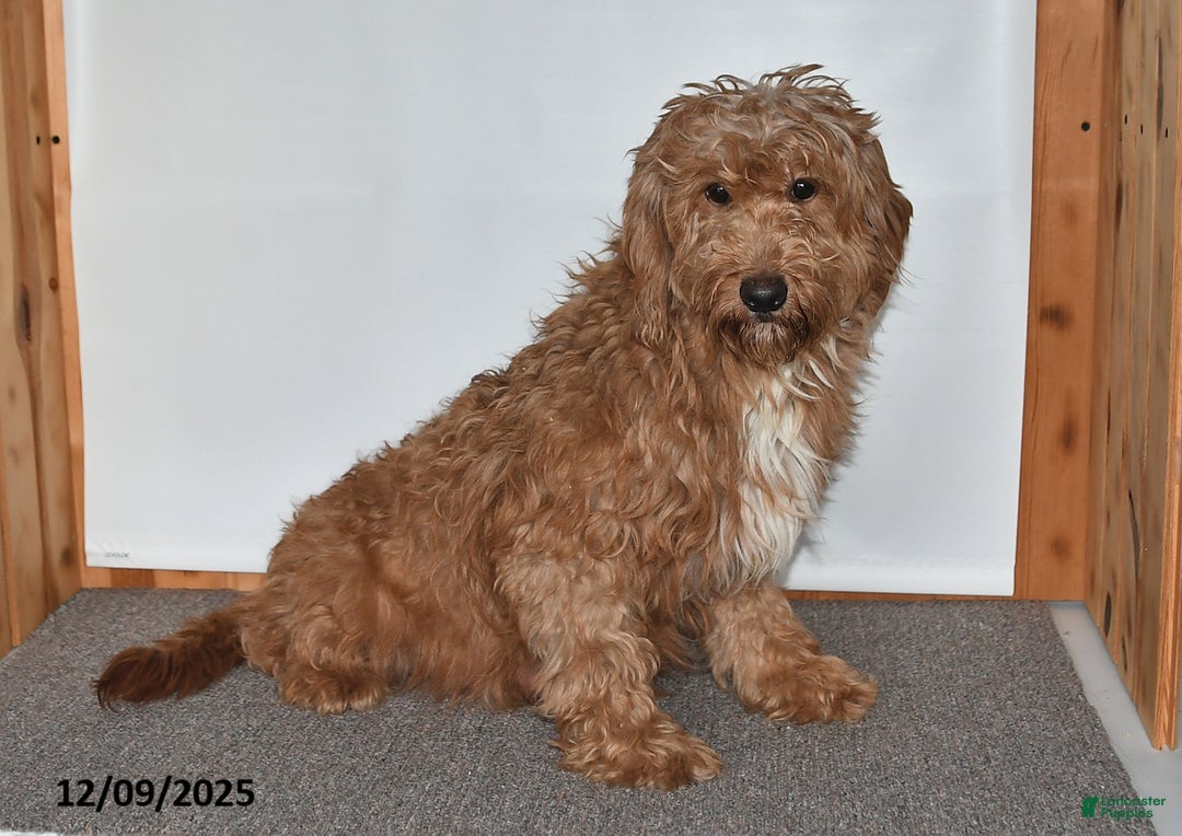 Mini Goldendoodle dogs for sale: Jack - Ad 6