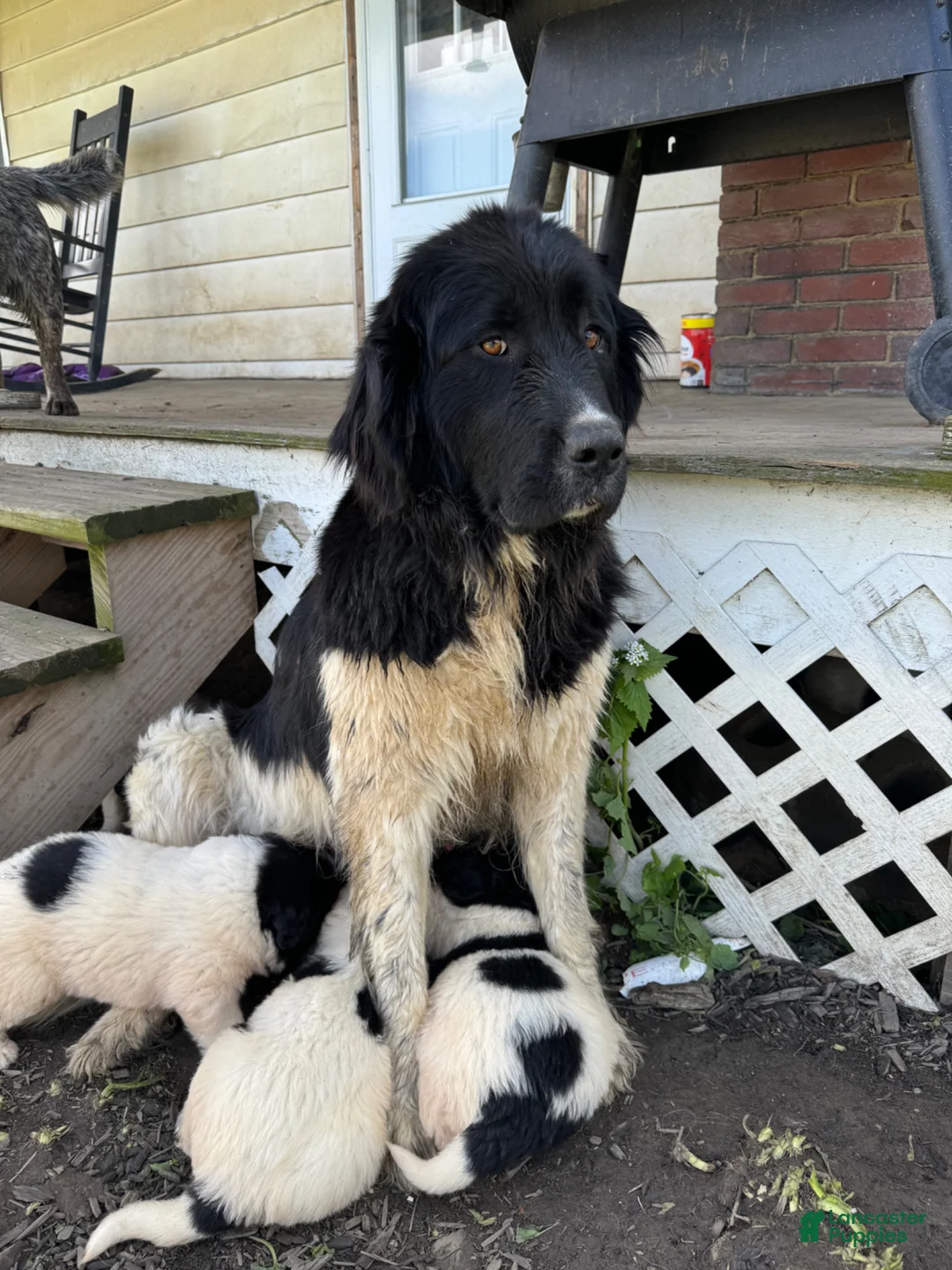 Mixed Breed dogs for sale: Mixed Breed Puppy 4 - Ad 4