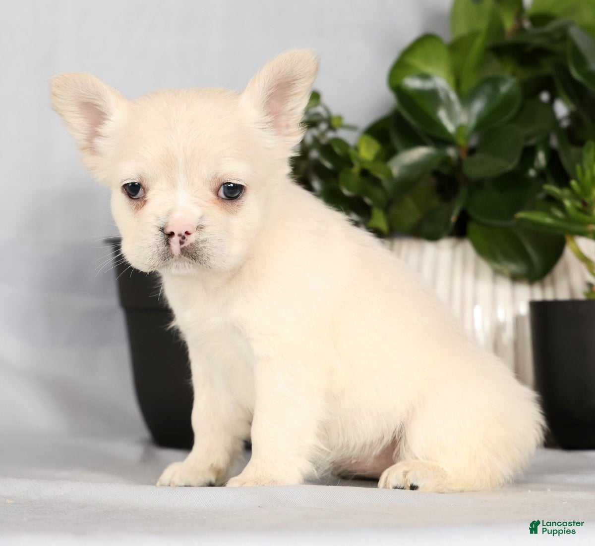 French Bulldog dogs Nora - Ad 1