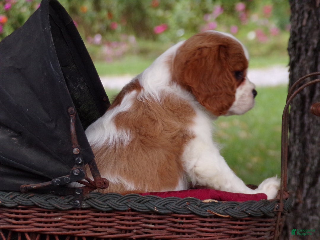 Cavalier King Charles Spaniel dogs for sale: Hudson - Ad 8