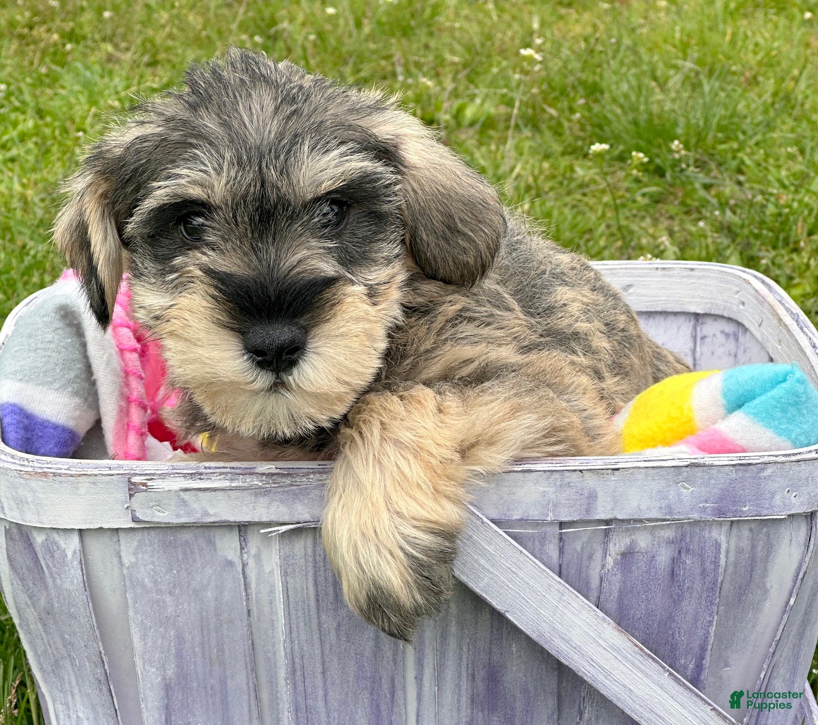 Miniature Schnauzer dogs Miniature Schnauzer Marty - Ad 14