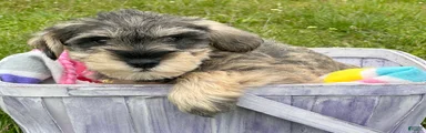 Miniature Schnauzer Marty