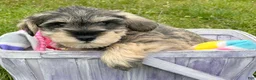 Miniature Schnauzer dogs for sale: Miniature Schnauzer Marty - Ad 1