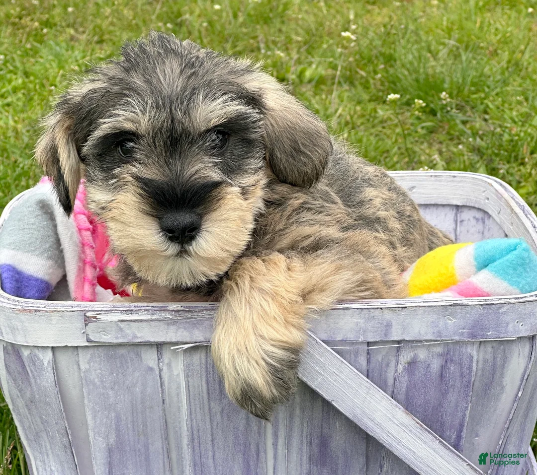 Miniature Schnauzer dogs for sale: Miniature Schnauzer Marty - Ad 1