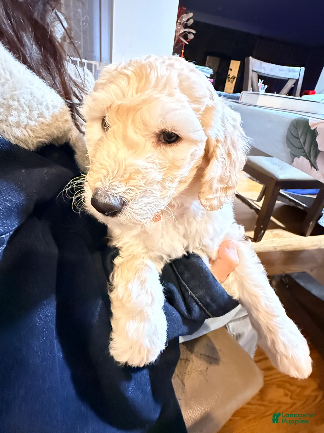 Standard Poodle dogs for sale: Standard Poodle Puppy 4 - Ad 4