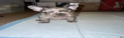 French Bulldog dogs for sale: French Bulldog 1 - Ad 22
