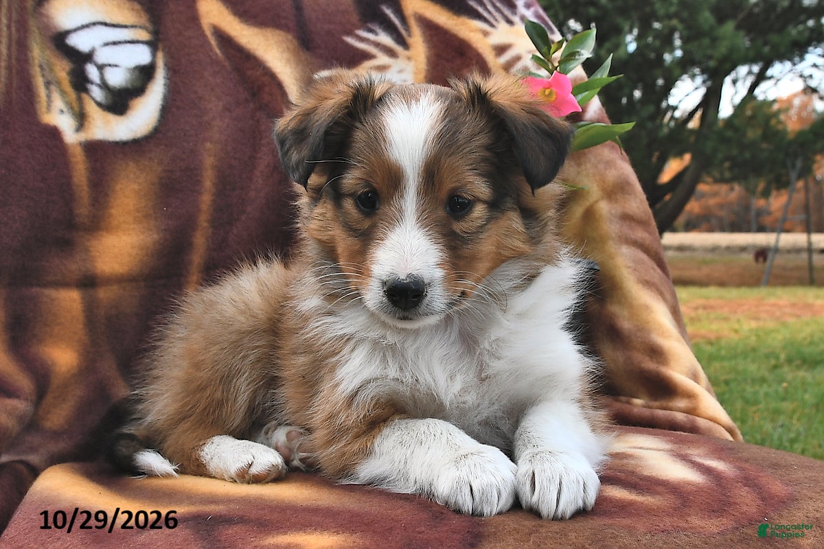 Shetland Sheepdog dogs for sale: River  - Ad 2