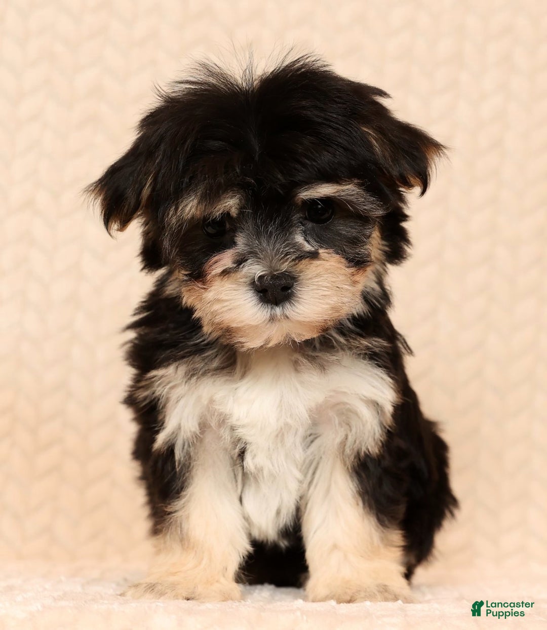 Yochon dogs for sale: Macy - Ad 2