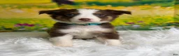 Australian Shepherd dogs for sale: Australian Shepherd Flash - Ad 6