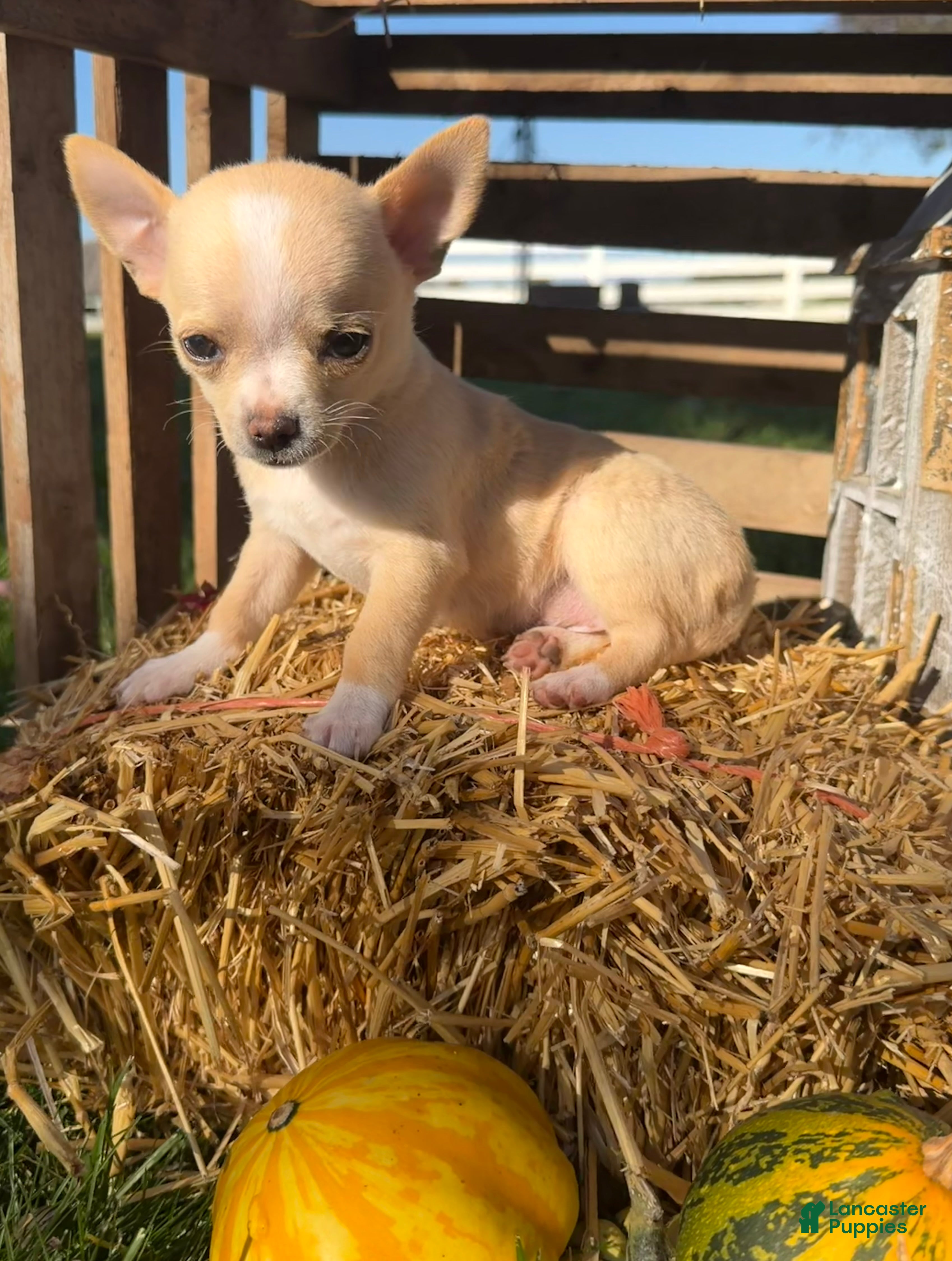 Chihuahua dogs for sale: Amber - Ad 2