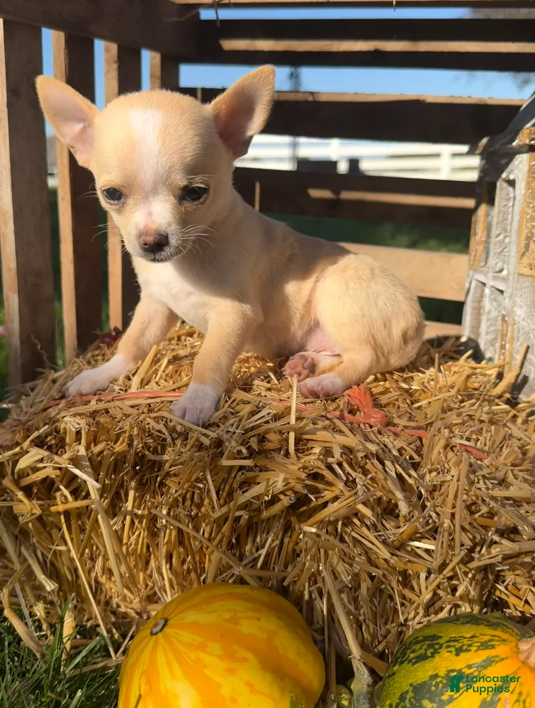 Chihuahua dogs for sale: Amber - Ad 2