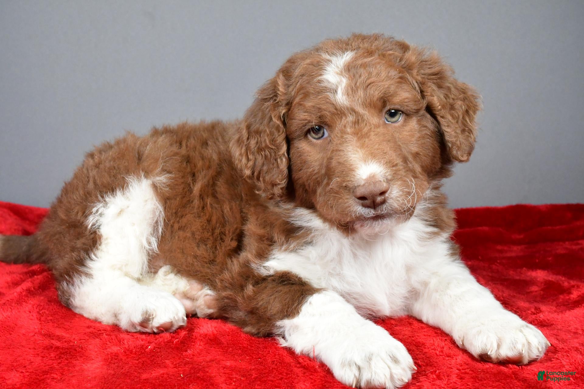 Aussiedoodle dogs for sale: Chase - Ad 2