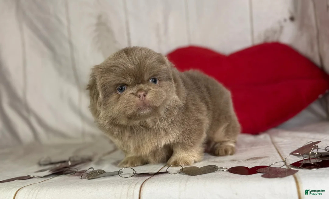 Pekingese dogs for sale: Akc DNA OFA Olaf- lilac tan points  - Ad 9