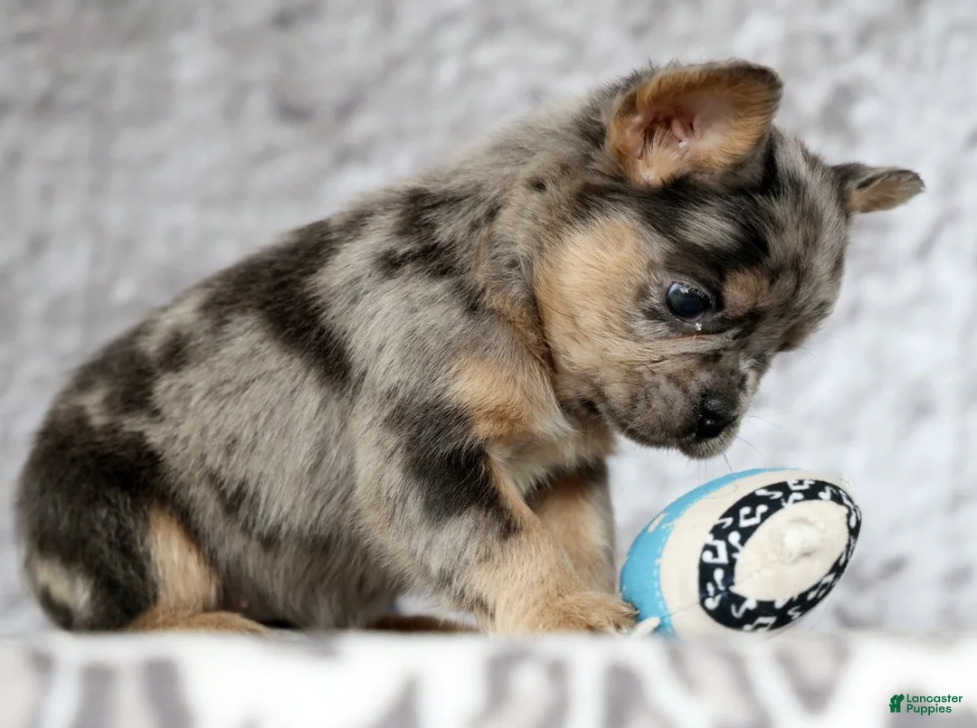 French Bulldog dogs for sale: Nimmy - Ad 8