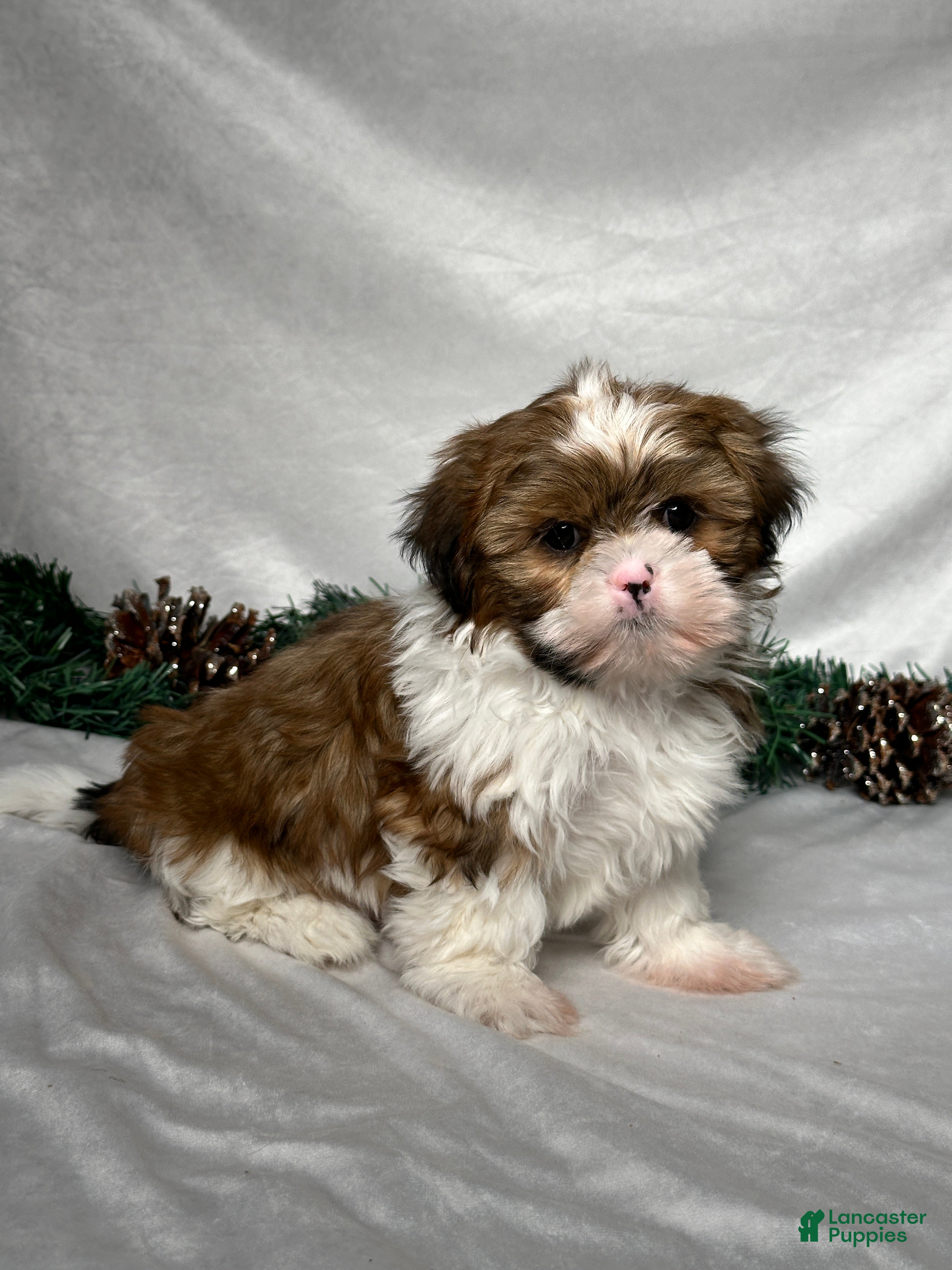 Shih Tzu dogs Mason - Ad 2