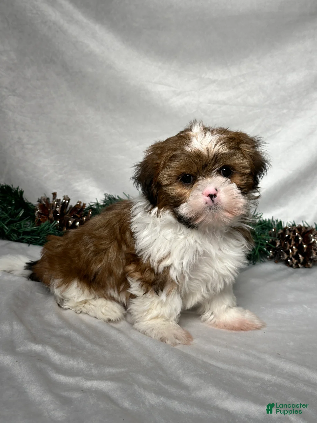 Shih Tzu dogs for sale: Mason - Ad 2