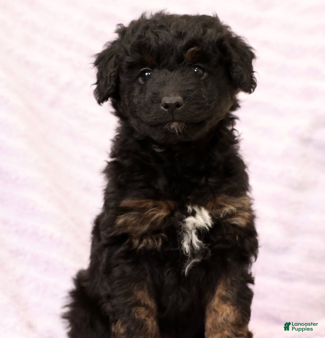 Mini Aussiedoodle dogs for sale: Barney - Ad 6