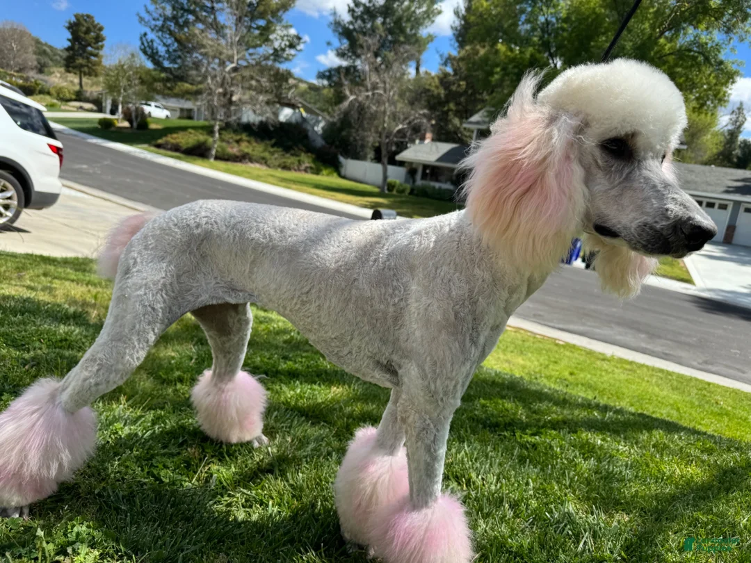 Sheepadoodle dogs for sale: Sheepadoodle 1 - Ad 2