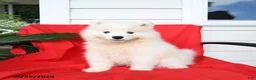 Samoyed dogs for sale: Laura - Ad 1