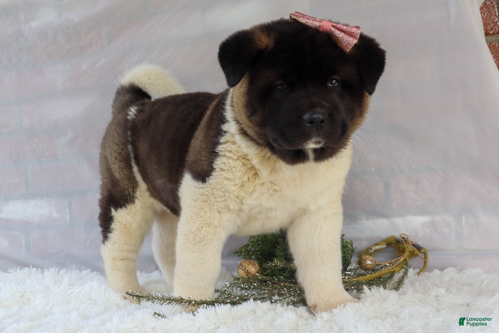 Akita dogs Rosa - Ad 1