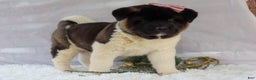 Akita dogs for sale: Rosa - Ad 1