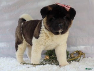 Akita dogs Rosa - Ad 3