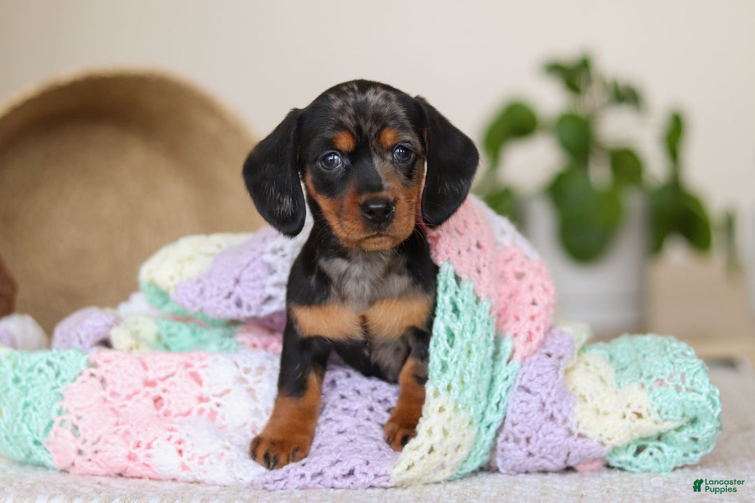 Miniature Dachshund dogs for sale: Ivy - Ad 12