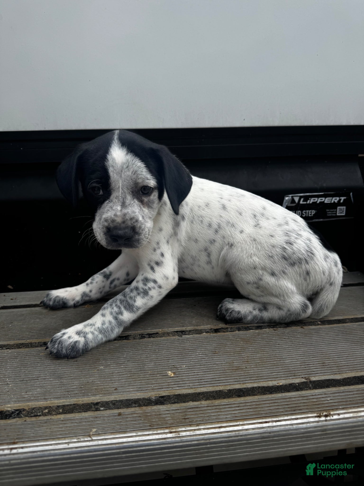 Mixed Breed dogs Snow - Ad 29