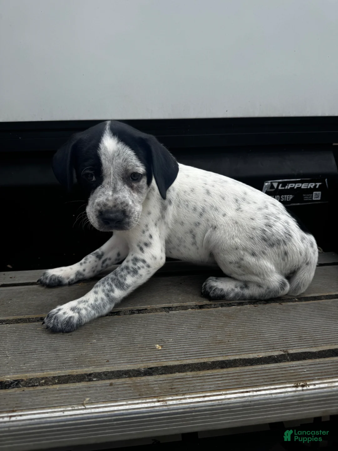 Mixed Breed dogs for sale: Snow - Ad 1