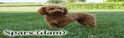 Toy Poodle dogs for sale: Maverick - Ad 2